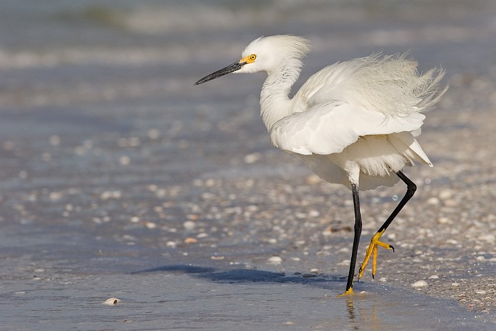 Schmuckreiher Egretta thula Snowy Egret 